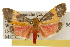  ( - CSUPOBK-0096)  @13 [ ] CreativeCommons - Attribution (2010) CBG Photography Group Centre for Biodiversity Genomics
