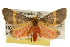  ( - CSUPOBK-0101)  @11 [ ] CreativeCommons - Attribution (2010) CBG Photography Group Centre for Biodiversity Genomics