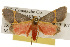  (Cisthene tenuifascia - CSUPOBK-0104)  @15 [ ] CreativeCommons - Attribution (2010) CBG Photography Group Centre for Biodiversity Genomics