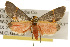  ( - CSUPOBK-0105)  @11 [ ] CreativeCommons - Attribution (2010) CBG Photography Group Centre for Biodiversity Genomics