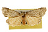  ( - CSUPOBK-0111)  @13 [ ] CreativeCommons - Attribution (2010) CBG Photography Group Centre for Biodiversity Genomics