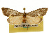  ( - CSUPOBK-0112)  @14 [ ] CreativeCommons - Attribution (2010) CBG Photography Group Centre for Biodiversity Genomics