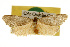  ( - CSUPOBK-0113)  @13 [ ] CreativeCommons - Attribution (2010) CBG Photography Group Centre for Biodiversity Genomics