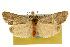  ( - CSUPOBK-0114)  @14 [ ] CreativeCommons - Attribution (2010) CBG Photography Group Centre for Biodiversity Genomics