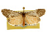  ( - CSUPOBK-0115)  @14 [ ] CreativeCommons - Attribution (2010) CBG Photography Group Centre for Biodiversity Genomics