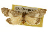  ( - CSUPOBK-0126)  @14 [ ] CreativeCommons - Attribution (2010) CBG Photography Group Centre for Biodiversity Genomics