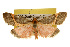  (Cisthene perrosea - CSUPOBK-0127)  @14 [ ] CreativeCommons - Attribution (2010) CBG Photography Group Centre for Biodiversity Genomics