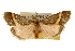  ( - CSUPOBK-0129)  @13 [ ] CreativeCommons - Attribution (2010) CBG Photography Group Centre for Biodiversity Genomics