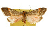  ( - CSUPOBK-0130)  @11 [ ] CreativeCommons - Attribution (2010) CBG Photography Group Centre for Biodiversity Genomics