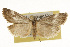  ( - CSUPOBK-0135)  @14 [ ] CreativeCommons - Attribution (2010) CBG Photography Group Centre for Biodiversity Genomics