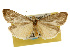  ( - CSUPOBK-0136)  @14 [ ] CreativeCommons - Attribution (2010) CBG Photography Group Centre for Biodiversity Genomics