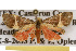  ( - CSUPOBK-0137)  @12 [ ] CreativeCommons - Attribution (2010) CBG Photography Group Centre for Biodiversity Genomics