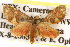  ( - CSUPOBK-0141)  @12 [ ] CreativeCommons - Attribution (2010) CBG Photography Group Centre for Biodiversity Genomics