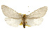  ( - CSUPOBK-0145)  @14 [ ] CreativeCommons - Attribution (2010) CBG Photography Group Centre for Biodiversity Genomics