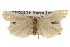  ( - CSUPOBK-0157)  @14 [ ] CreativeCommons - Attribution (2010) CBG Photography Group Centre for Biodiversity Genomics