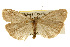 ( - CSUPOBK-0189)  @11 [ ] CreativeCommons - Attribution (2010) CBG Photography Group Centre for Biodiversity Genomics