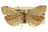  ( - CSUPOBK-0190)  @11 [ ] CreativeCommons - Attribution (2010) CBG Photography Group Centre for Biodiversity Genomics