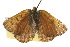  ( - CSUPOBK-0298)  @13 [ ] CreativeCommons - Attribution (2010) CBG Photography Group Centre for Biodiversity Genomics