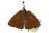  ( - CSUPOBK-0318)  @12 [ ] CreativeCommons - Attribution (2010) CBG Photography Group Centre for Biodiversity Genomics