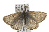  ( - CSUPOBK-0347)  @13 [ ] CreativeCommons - Attribution (2010) CBG Photography Group Centre for Biodiversity Genomics