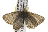  ( - CSUPOBK-0349)  @13 [ ] CreativeCommons - Attribution (2010) CBG Photography Group Centre for Biodiversity Genomics