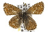  ( - CSUPOBK-0350)  @13 [ ] CreativeCommons - Attribution (2010) CBG Photography Group Centre for Biodiversity Genomics