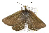  ( - CSUPOBK-0363)  @13 [ ] CreativeCommons - Attribution (2010) CBG Photography Group Centre for Biodiversity Genomics