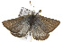  ( - CSUPOBK-0365)  @13 [ ] CreativeCommons - Attribution (2010) CBG Photography Group Centre for Biodiversity Genomics