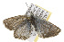  ( - CSUPOBK-0374)  @12 [ ] CreativeCommons - Attribution (2010) CBG Photography Group Centre for Biodiversity Genomics
