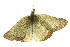  ( - CSUPOBK-0376)  @12 [ ] CreativeCommons - Attribution (2010) CBG Photography Group Centre for Biodiversity Genomics