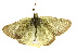  ( - CSUPOBK-0377)  @13 [ ] CreativeCommons - Attribution (2010) CBG Photography Group Centre for Biodiversity Genomics