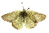  ( - CSUPOBK-0380)  @13 [ ] CreativeCommons - Attribution (2010) CBG Photography Group Centre for Biodiversity Genomics