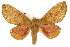  ( - CSUPOBK-0395)  @11 [ ] CreativeCommons - Attribution (2010) CBG Photography Group Centre for Biodiversity Genomics