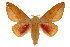  ( - CSUPOBK-0396)  @15 [ ] CreativeCommons - Attribution (2010) CBG Photography Group Centre for Biodiversity Genomics