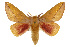 ( - CSUPOBK-0398)  @15 [ ] CreativeCommons - Attribution (2010) CBG Photography Group Centre for Biodiversity Genomics
