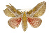  ( - CSUPOBK-0402)  @14 [ ] CreativeCommons - Attribution (2010) CBG Photography Group Centre for Biodiversity Genomics