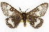  ( - CSUPOBK-0441)  @14 [ ] CreativeCommons - Attribution (2010) CBG Photography Group Centre for Biodiversity Genomics