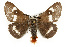  ( - CSUPOBK-0442)  @15 [ ] CreativeCommons - Attribution (2010) CBG Photography Group Centre for Biodiversity Genomics