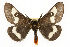  ( - CSUPOBK-0443)  @15 [ ] CreativeCommons - Attribution (2010) CBG Photography Group Centre for Biodiversity Genomics