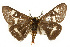  ( - CSUPOBK-0451)  @11 [ ] CreativeCommons - Attribution (2010) CBG Photography Group Centre for Biodiversity Genomics