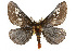  ( - CSUPOBK-0452)  @11 [ ] CreativeCommons - Attribution (2010) CBG Photography Group Centre for Biodiversity Genomics