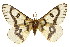  ( - CSUPOBK-0466)  @11 [ ] CreativeCommons - Attribution (2010) CBG Photography Group Centre for Biodiversity Genomics