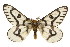  ( - CSUPOBK-0469)  @11 [ ] CreativeCommons - Attribution (2010) CBG Photography Group Centre for Biodiversity Genomics