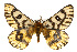  ( - CSUPOBK-0482)  @15 [ ] CreativeCommons - Attribution (2010) CBG Photography Group Centre for Biodiversity Genomics