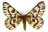  ( - CSUPOBK-0484)  @15 [ ] CreativeCommons - Attribution (2010) CBG Photography Group Centre for Biodiversity Genomics