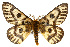  ( - CSUPOBK-0487)  @11 [ ] CreativeCommons - Attribution (2010) CBG Photography Group Centre for Biodiversity Genomics