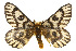  ( - CSUPOBK-0488)  @14 [ ] CreativeCommons - Attribution (2010) CBG Photography Group Centre for Biodiversity Genomics