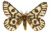 ( - CSUPOBK-0489)  @15 [ ] CreativeCommons - Attribution (2010) CBG Photography Group Centre for Biodiversity Genomics