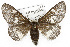  ( - CSUPOBK-0495)  @15 [ ] CreativeCommons - Attribution (2010) CBG Photography Group Centre for Biodiversity Genomics