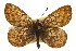  (Boloria acrocnema - CSUPOBK-0512)  @11 [ ] CreativeCommons - Attribution (2010) CBG Photography Group Centre for Biodiversity Genomics